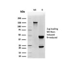 SDS-PAGE - Anti-CD48 Antibody [CD48/4785] - BSA and Azide free (A278447) - Antibodies.com