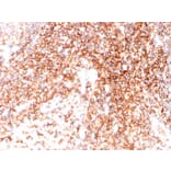 Immunohistochemistry - Anti-CD48 Antibody [CD48/4786] - BSA and Azide free (A278448) - Antibodies.com