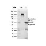 SDS-PAGE - Anti-CD48 Antibody [CD48/4786] - BSA and Azide free (A278448) - Antibodies.com