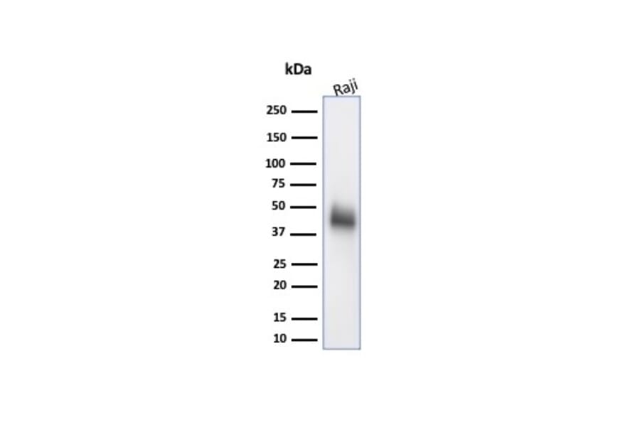 Western Blot - Anti-CD48 Antibody [CD48/4786] - BSA and Azide free (A278448) - Antibodies.com