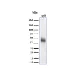 Western Blot - Anti-CD48 Antibody [CD48/4786] - BSA and Azide free (A278448) - Antibodies.com