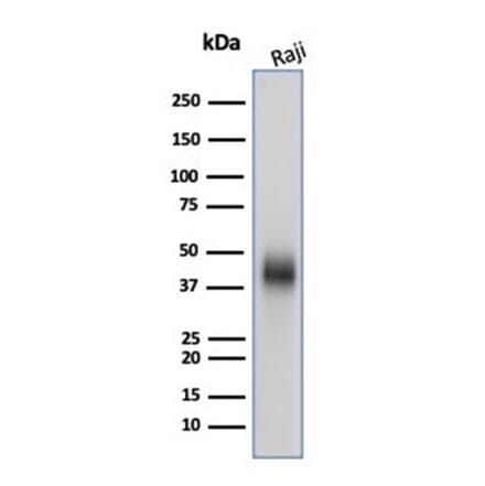 Western Blot - Anti-CD48 Antibody [CD48/4787] - BSA and Azide free (A278449) - Antibodies.com