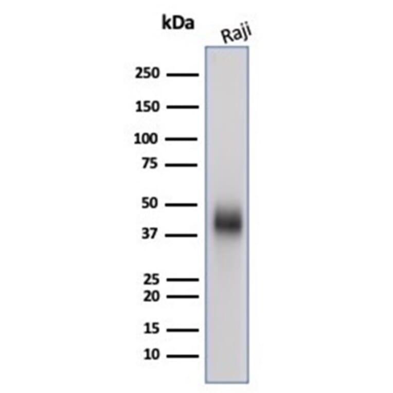 Western Blot - Anti-CD48 Antibody [CD48/4787] - BSA and Azide free (A278449) - Antibodies.com