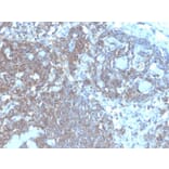 Immunohistochemistry - Anti-CD48 Antibody [CD48/4787] - BSA and Azide free (A278449) - Antibodies.com