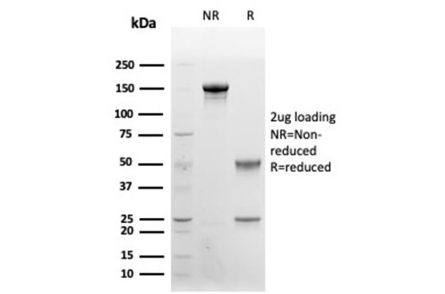 SDS-PAGE - Anti-CD48 Antibody [CD48/4787] - BSA and Azide free (A278449) - Antibodies.com