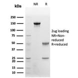 SDS-PAGE - Anti-CD48 Antibody [CD48/4787] - BSA and Azide free (A278449) - Antibodies.com