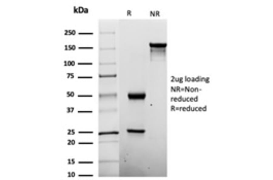 SDS-PAGE - Anti-Penicillin Antibody [Pen-9] - BSA and Azide free (A278452) - Antibodies.com
