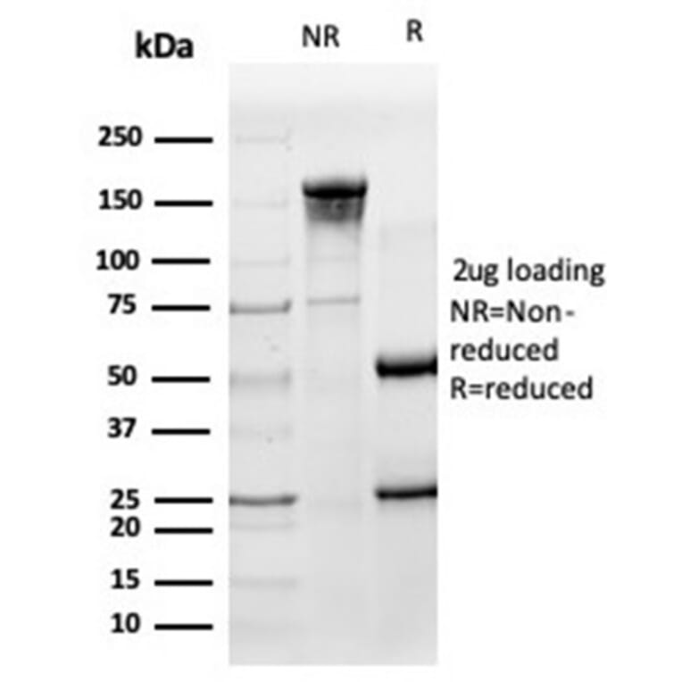 SDS-PAGE - Anti-HA Tag Antibody [HA/279] - BSA and Azide free (A278453) - Antibodies.com