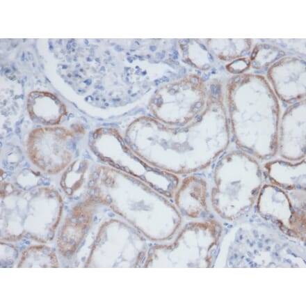 Immunohistochemistry - Anti-Biotin Antibody [BTN399] - BSA and Azide free (A278454) - Antibodies.com