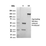SDS-PAGE - Anti-Biotin Antibody [BTN399] - BSA and Azide free (A278454) - Antibodies.com