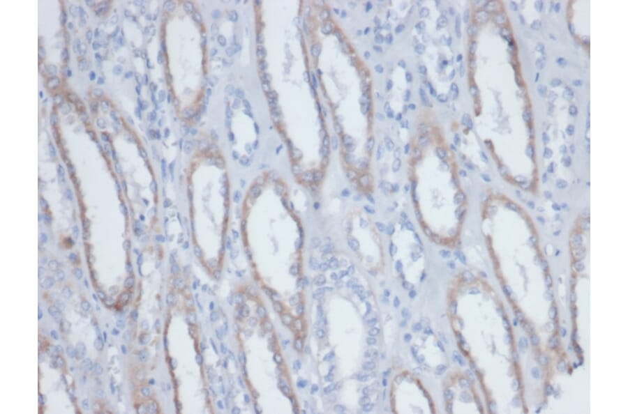 Immunohistochemistry - Anti-Biotin Antibody [BTN/403] - BSA and Azide free (A278455) - Antibodies.com