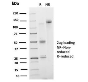 SDS-PAGE - Anti-IRF3 Antibody [PCRP-IRF3-3B2] - BSA and Azide free (A278458) - Antibodies.com