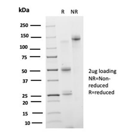 SDS-PAGE - Anti-IRF3 Antibody [PCRP-IRF3-3B2] - BSA and Azide free (A278458) - Antibodies.com