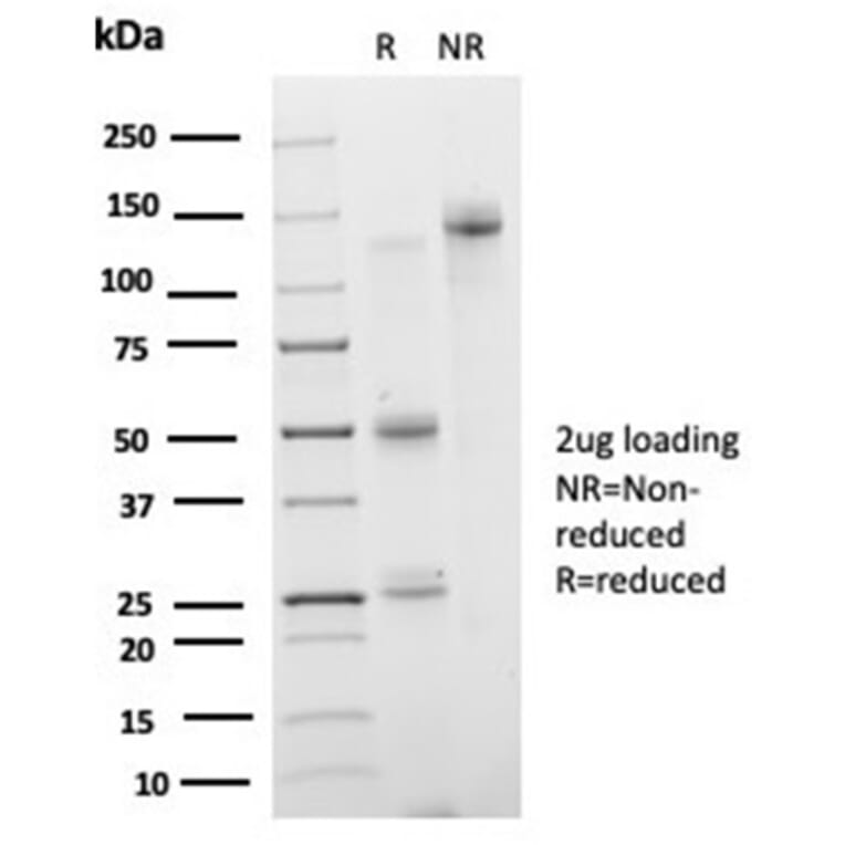 SDS-PAGE - Anti-IRF3 Antibody [PCRP-IRF3-3B2] - BSA and Azide free (A278458) - Antibodies.com