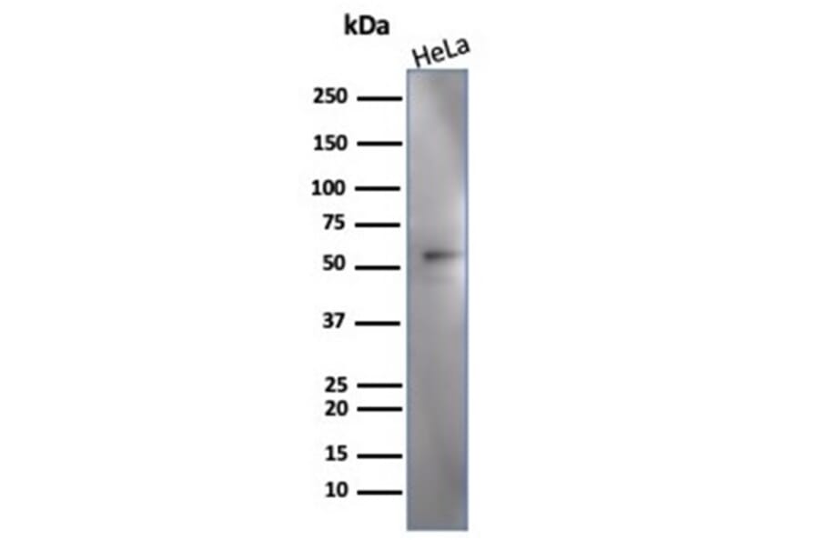 Western Blot - Anti-IRF3 Antibody [PCRP-IRF3-3B2] - BSA and Azide free (A278458) - Antibodies.com