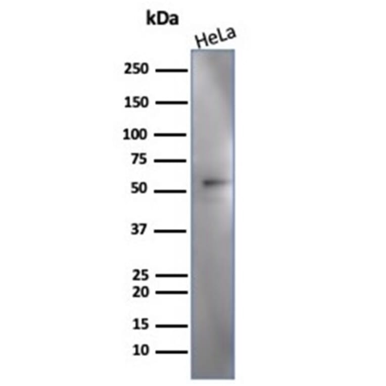 Western Blot - Anti-IRF3 Antibody [PCRP-IRF3-3B2] - BSA and Azide free (A278458) - Antibodies.com