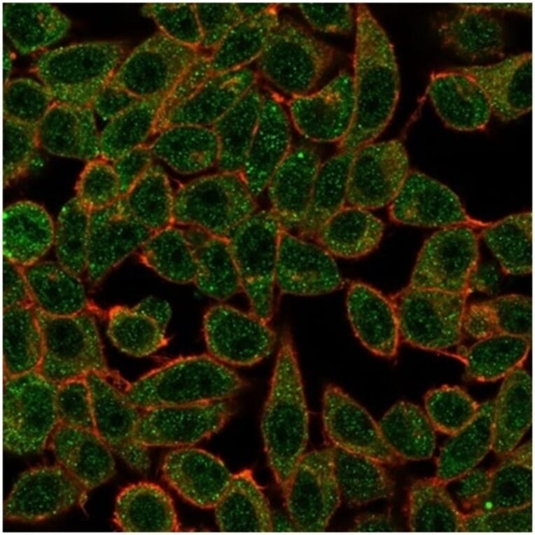 Immunofluorescence - Anti-IRF3 Antibody [PCRP-IRF3-3B2] - BSA and Azide free (A278458) - Antibodies.com