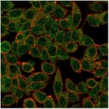 Immunofluorescence - Anti-IRF3 Antibody [PCRP-IRF3-3B2] - BSA and Azide free (A278458) - Antibodies.com