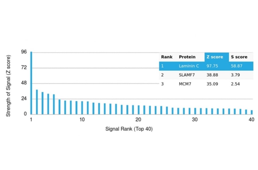 Protein Array - Anti-Laminin gamma 1 Antibody [LAMC1/3162] - BSA and Azide free (A278459) - Antibodies.com