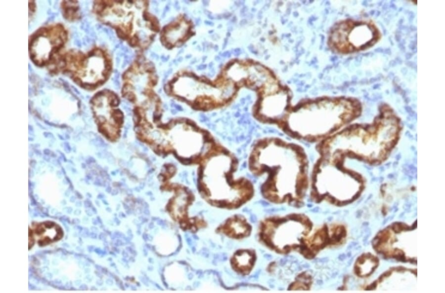 Immunohistochemistry - Anti-AMACR Antibody [13H4] - BSA and Azide free (A278461) - Antibodies.com