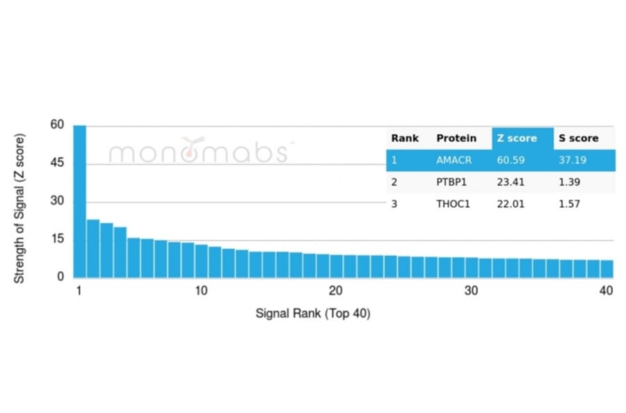 Protein Array - Anti-AMACR Antibody [13H4] - BSA and Azide free (A278461) - Antibodies.com