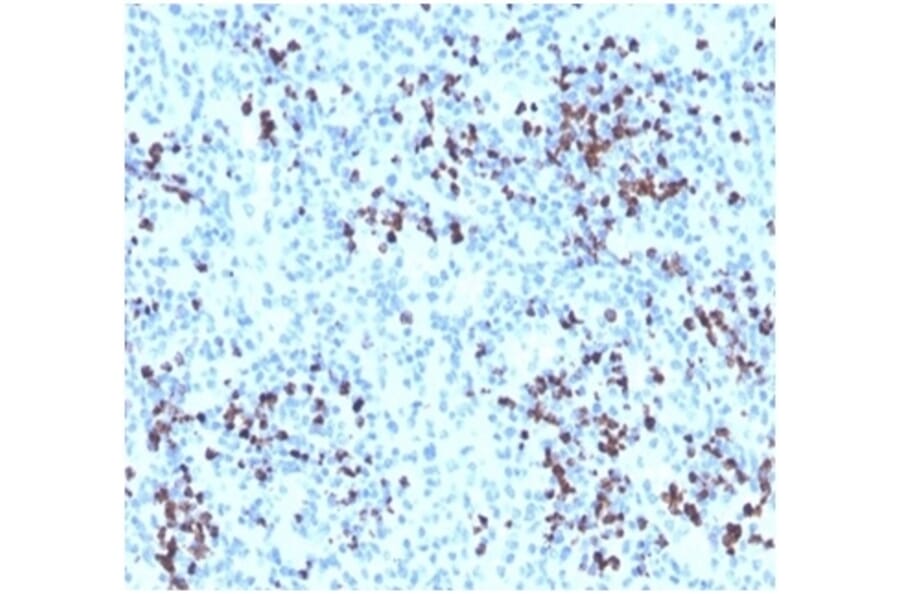 Immunohistochemistry - Anti-Myeloperoxidase Antibody - BSA and Azide free (A278462) - Antibodies.com