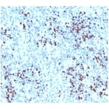 Immunohistochemistry - Anti-Myeloperoxidase Antibody - BSA and Azide free (A278462) - Antibodies.com