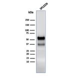 Western Blot - Anti-Myeloperoxidase Antibody - BSA and Azide free (A278462) - Antibodies.com