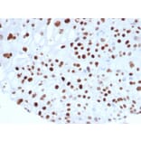 Immunohistochemistry - Anti-p21 Antibody [rCIP1/6907] - BSA and Azide free (A278464) - Antibodies.com
