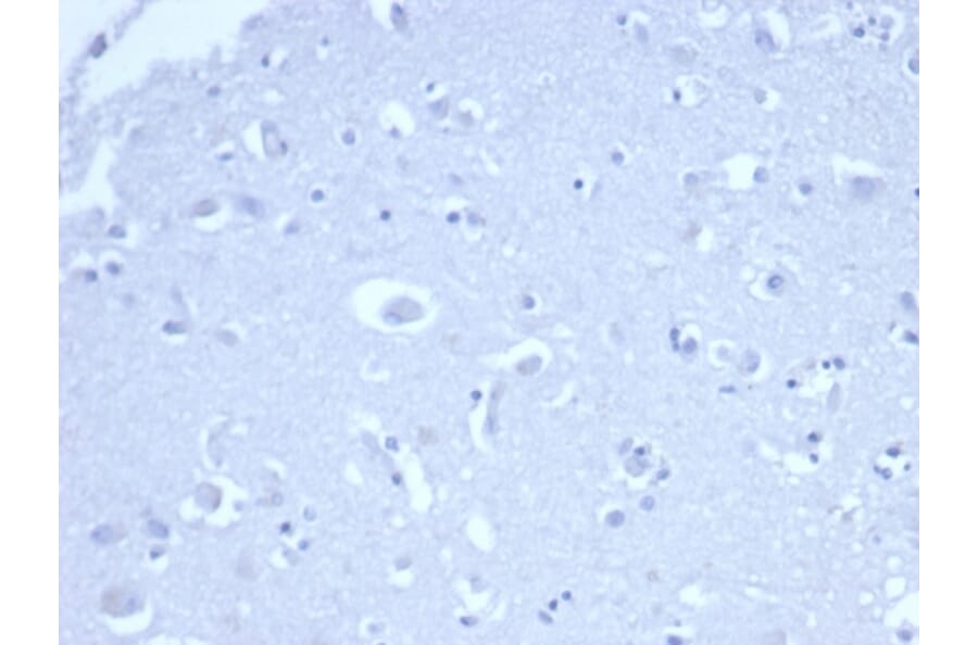 Immunohistochemistry - Anti-p21 Antibody [rCIP1/6907] - BSA and Azide free (A278464) - Antibodies.com