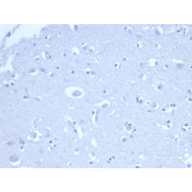 Immunohistochemistry - Anti-p21 Antibody [rCIP1/6907] - BSA and Azide free (A278464) - Antibodies.com