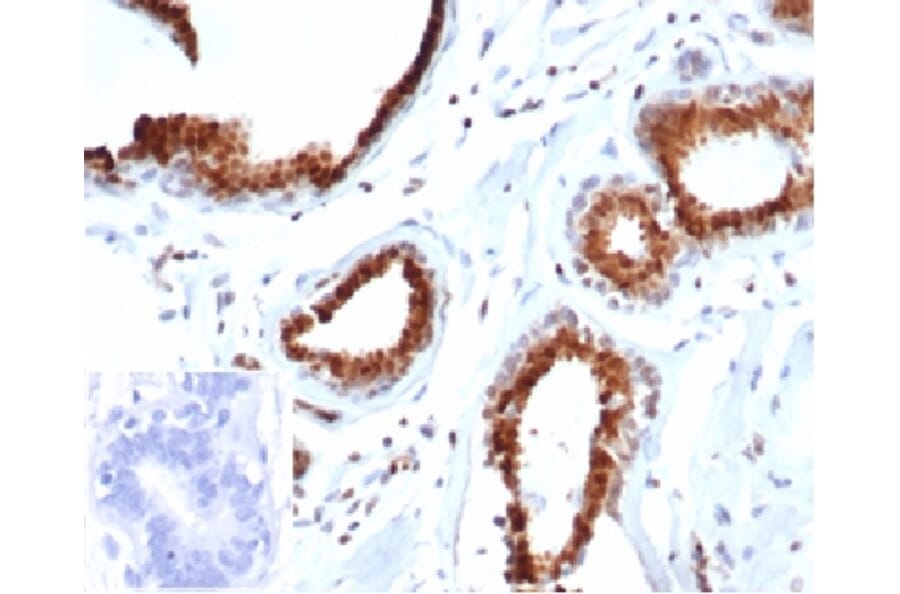 Immunohistochemistry - Anti-p27 Kip1 Antibody [rKIP1/1356] - BSA and Azide free (A278465) - Antibodies.com