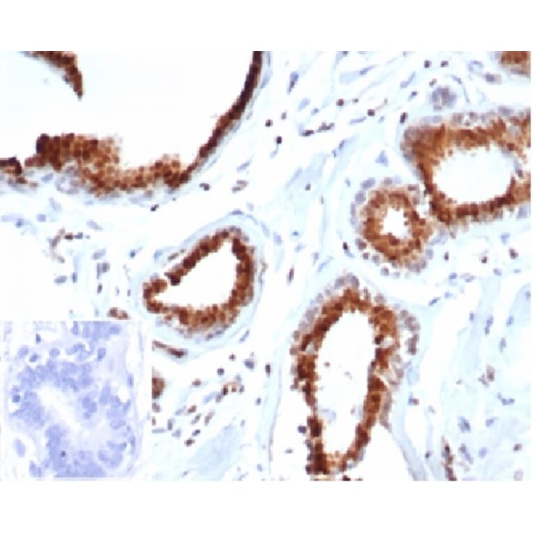 Immunohistochemistry - Anti-p27 Kip1 Antibody [rKIP1/1356] - BSA and Azide free (A278465) - Antibodies.com