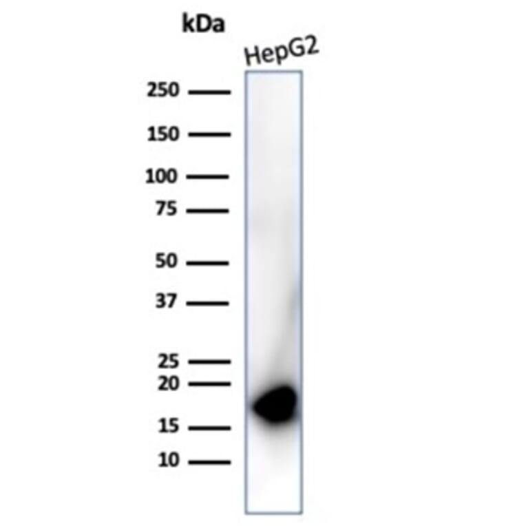 Western Blot - Anti-p16INK4a Antibody [rCDKN2A/4845] - BSA and Azide free (A278466) - Antibodies.com