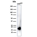 Western Blot - Anti-p16INK4a Antibody [rCDKN2A/4845] - BSA and Azide free (A278466) - Antibodies.com