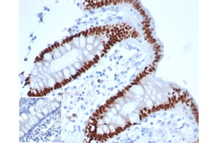 Immunohistochemistry - Anti-CDX2 Antibody [rCDX2/6921] - BSA and Azide free (A278467) - Antibodies.com
