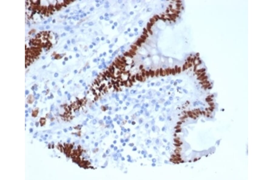 Immunohistochemistry - Anti-CDX2 Antibody [rCDX2/6921] - BSA and Azide free (A278467) - Antibodies.com