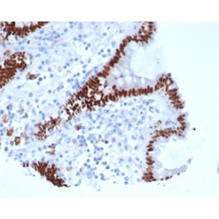 Immunohistochemistry - Anti-CDX2 Antibody [rCDX2/6921] - BSA and Azide free (A278467) - Antibodies.com