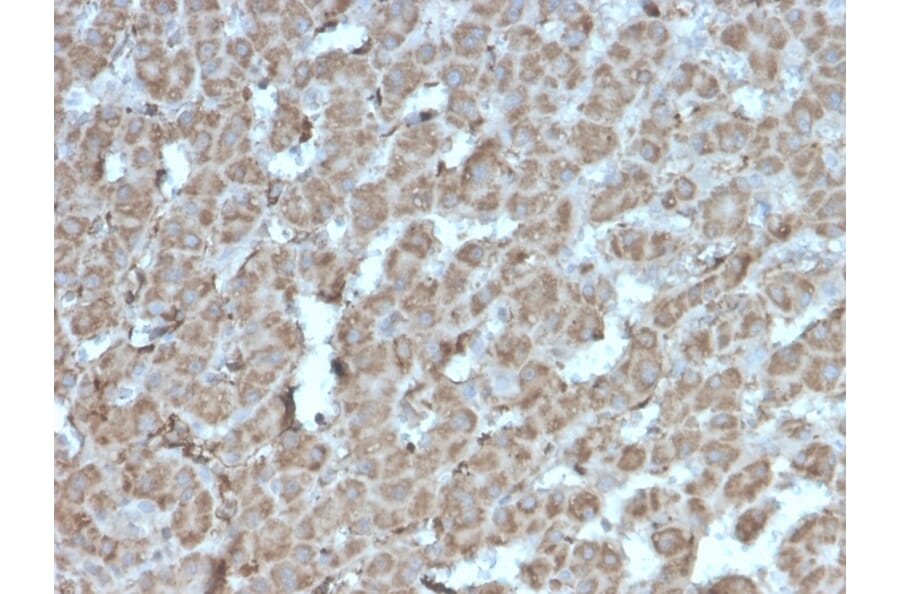 Immunohistochemistry - Anti-TOP1MT Antibody [rTOP1MT/488] - BSA and Azide free (A278468) - Antibodies.com