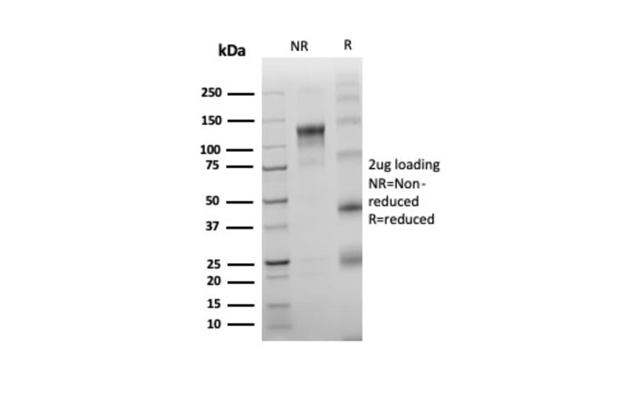 SDS-PAGE - Anti-TdT Antibody [rDNTT/6909] - BSA and Azide free (A278472) - Antibodies.com