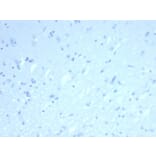 Immunohistochemistry - Anti-ERG Antibody [rERG/6843] - BSA and Azide free (A278473) - Antibodies.com