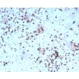 Immunohistochemistry - Anti-Granzyme B Antibody [rGZMB/4538] - BSA and Azide free (A278480) - Antibodies.com