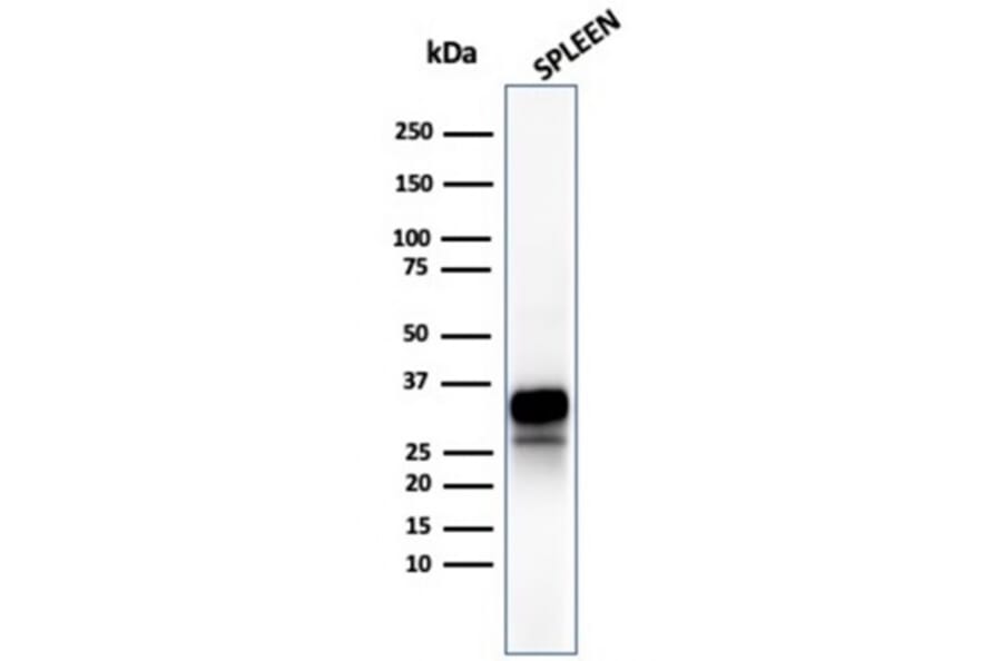 Western Blot - Anti-Granzyme B Antibody [rGZMB/4538] - BSA and Azide free (A278480) - Antibodies.com