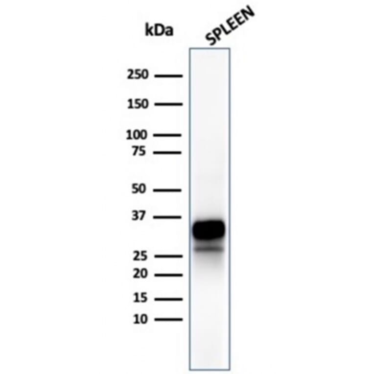 Western Blot - Anti-Granzyme B Antibody [rGZMB/4538] - BSA and Azide free (A278480) - Antibodies.com