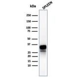 Western Blot - Anti-Granzyme B Antibody [rGZMB/4538] - BSA and Azide free (A278480) - Antibodies.com
