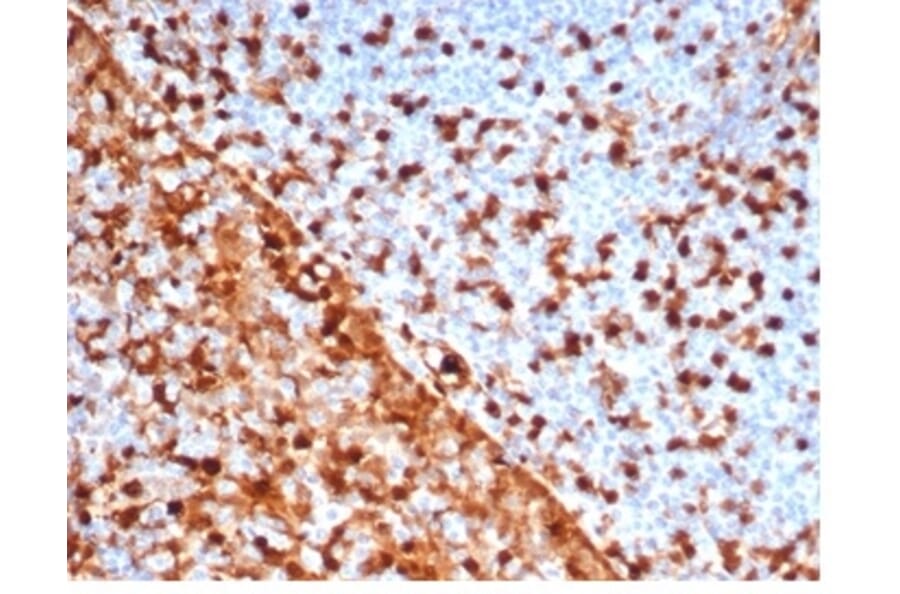 Immunohistochemistry - Anti-Annexin A1 Antibody [rANXA1/6451] - BSA and Azide free (A278481) - Antibodies.com