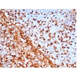 Immunohistochemistry - Anti-Annexin A1 Antibody [rANXA1/6451] - BSA and Azide free (A278481) - Antibodies.com