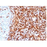 Immunohistochemistry - Anti-Annexin A1 Antibody [rANXA1/6451] - BSA and Azide free (A278481) - Antibodies.com