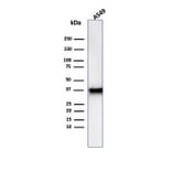 Western Blot - Anti-Annexin A1 Antibody [rANXA1/6451] - BSA and Azide free (A278481) - Antibodies.com