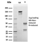 SDS-PAGE - Anti-Annexin A1 Antibody [rANXA1/6451] - BSA and Azide free (A278481) - Antibodies.com